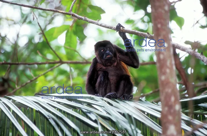  : Guatemalan Howler Monkey