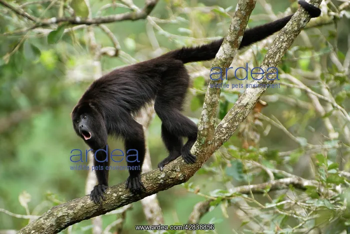 : Guatemalan Howler Monkey, calling : Guatemalan Howler Monkey, calling