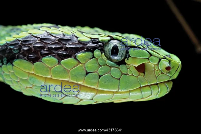  : Guatemalan palm viper (Bothriechis aurifer) Guatemala