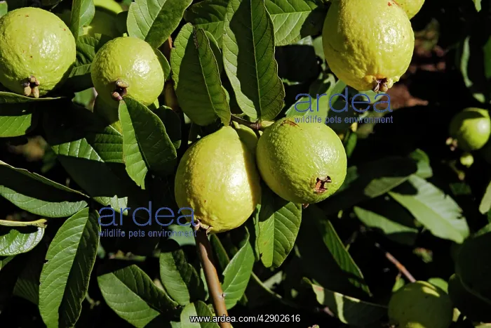 : Guava - fruit : Guava - fruit