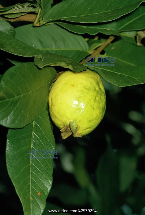  : GUAVA - FRUIT