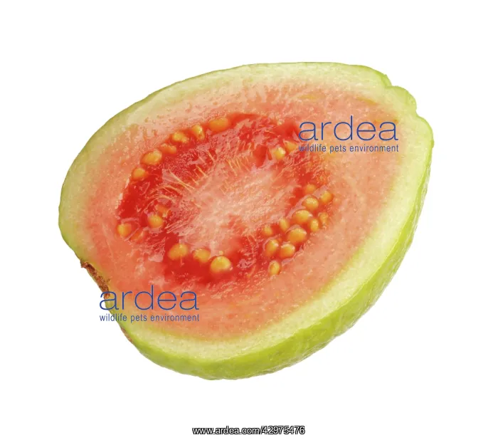 : Guava, Psidium guajava : Guava, Psidium guajava