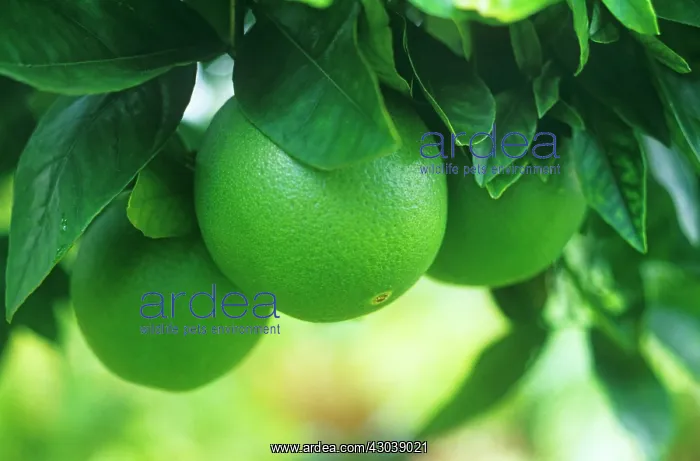 : Guava, Psidium guajava : Guava, Psidium guajava
