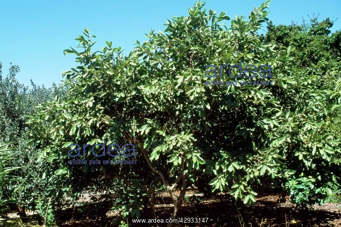 : GUAVA Tree : GUAVA Tree