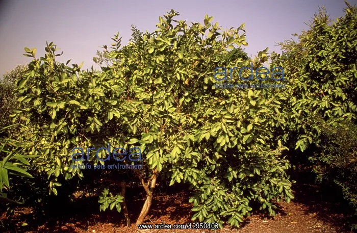 : Guava Tree : Guava Tree