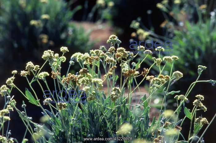  : Guayule plants