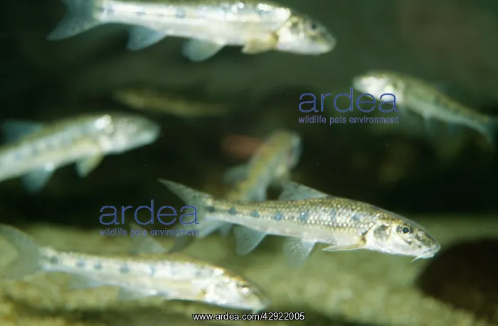 : Gudgeon (Gobio gobio). Shoal fresh water, UK and Europe : Gudgeon (Gobio gobio). Shoal fresh water, UK and Europe