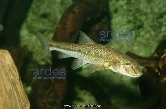  : Gudgeon (Gobio gobio). Europe fresh water
