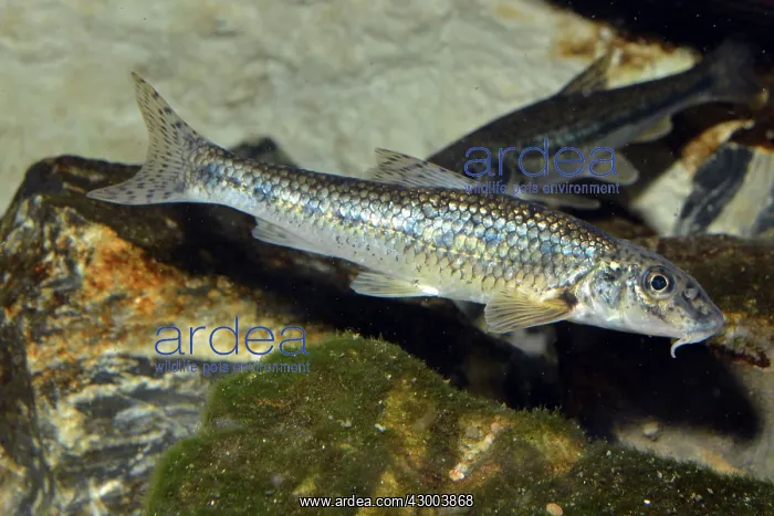  : Gudgeon European freshwaters