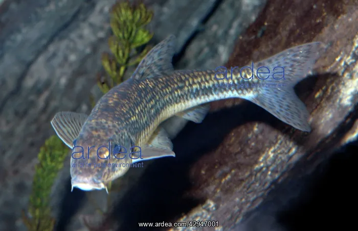  : Gudgeon - freshwater fish