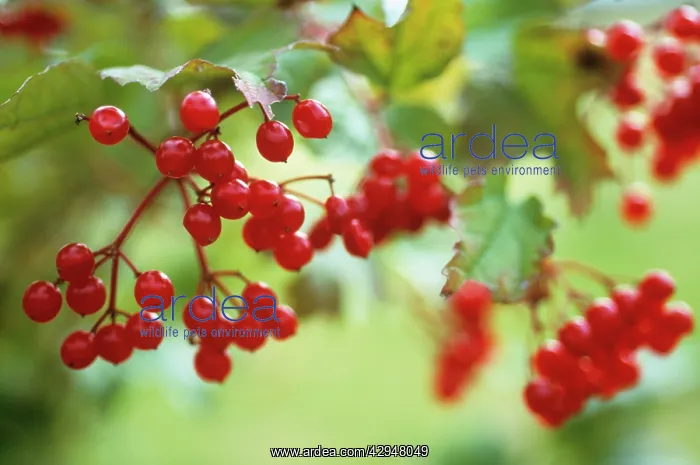 : Guelder Rose : Guelder Rose