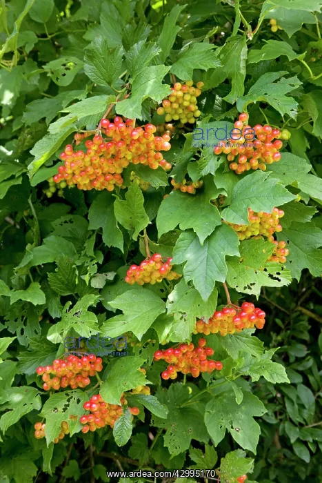 : Guelder Rose : Guelder Rose