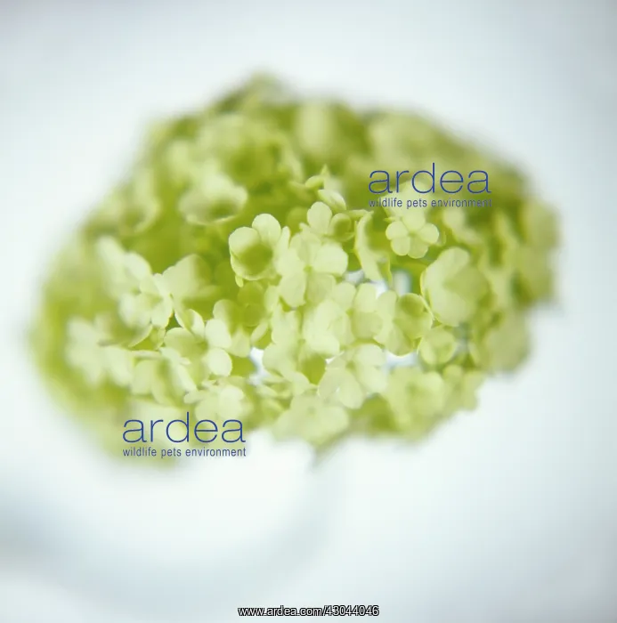  : Guelder Rose