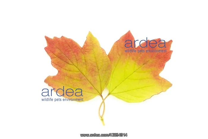 : Guelder rose : Guelder rose