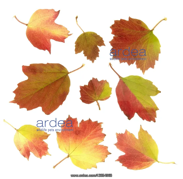 : Guelder rose : Guelder rose