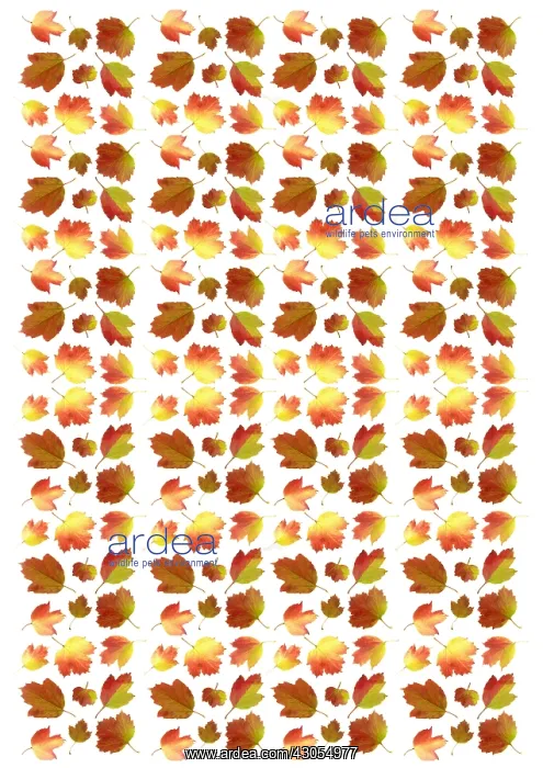 : Guelder rose : Guelder rose