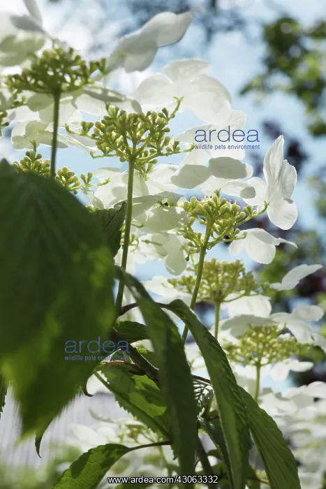  : Guelder Rose