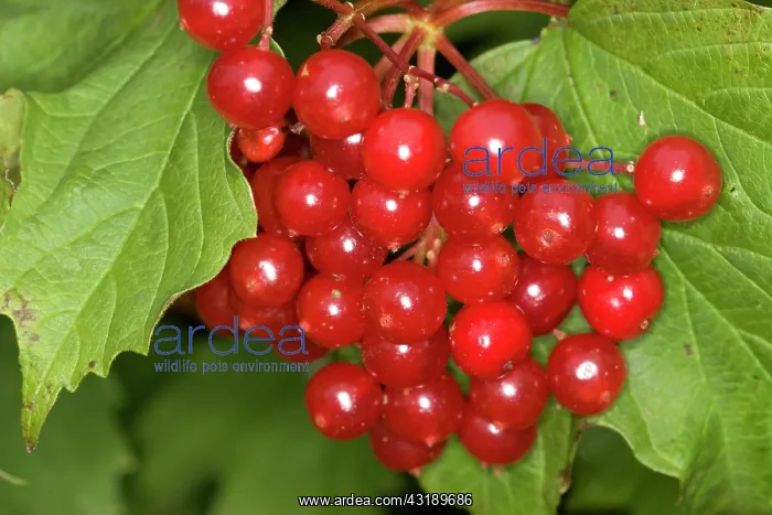 : Guelder Rose : Guelder Rose