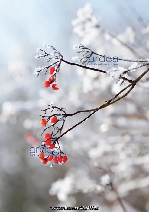 : Guelder Rose : Guelder Rose