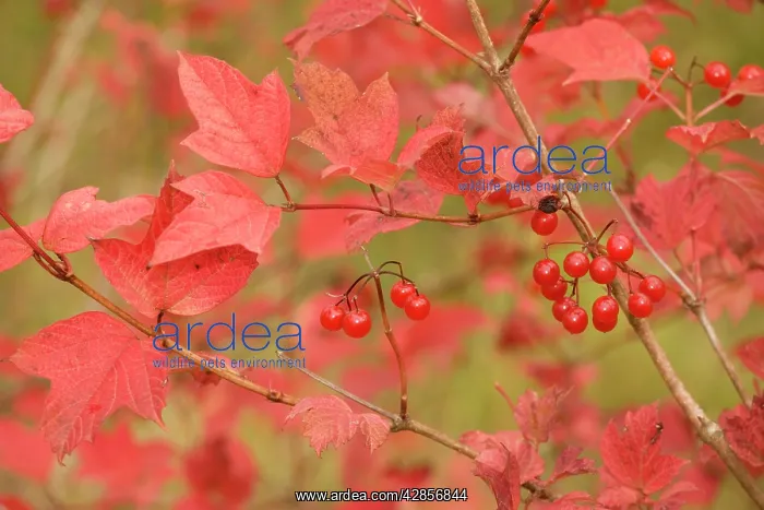 : Guelder rose in autumn, with berries : Guelder rose in autumn, with berries