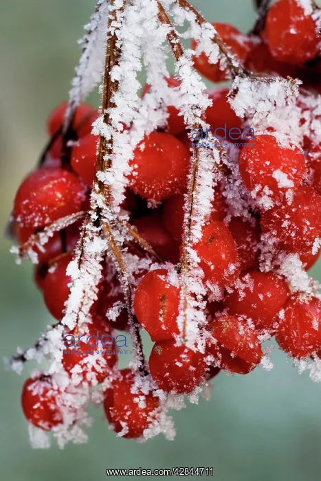  : Guelder rose - close-up of frozen berries