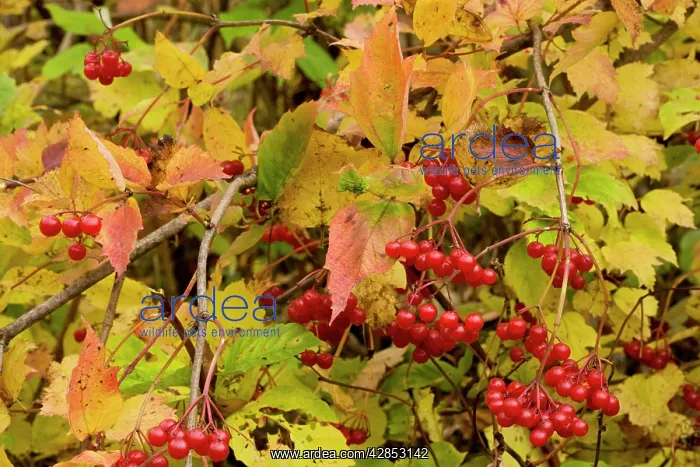  : Guelder Rose in fruit