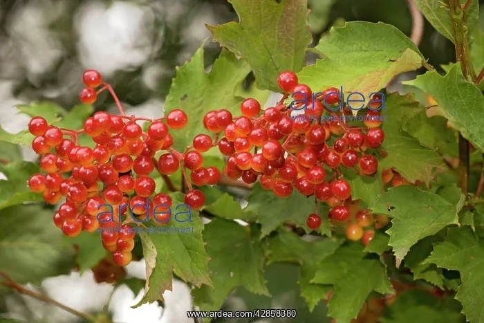 : Guelder rose, in fruit : Guelder rose, in fruit