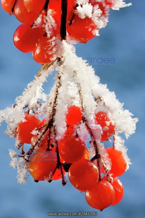 : Guelder rose - Water Elder - Cramp Bark - Snowball : Guelder rose - Water Elder - Cramp Bark - Snowball