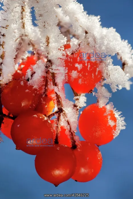  : Guelder rose  /  Water Elder  /  Cramp Bark  /  Snowball
