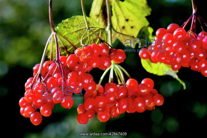 : Guelder rose / Water Elder / Cramp Bark / Snowball : Guelder rose / Water Elder / Cramp Bark / Snowball