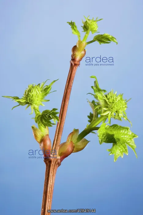 : Guelder Rose / Water Elder / Cramp Bark / Snowbell : Guelder Rose / Water Elder / Cramp Bark / Snowbell