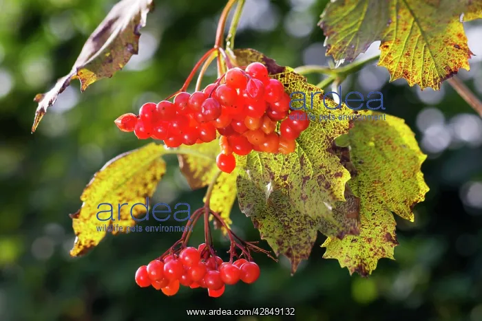: Guelder Rose / Water Elder / Cramp Bark / Snowbell Tree : Guelder Rose / Water Elder / Cramp Bark / Snowbell Tree