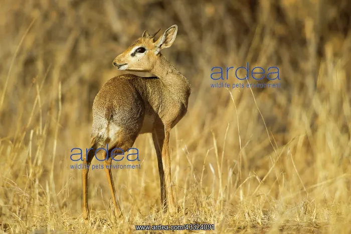 : Guenther's dikdik : Guenther's dikdik