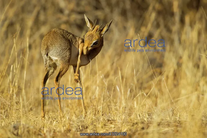 : Guenther's dikdik : Guenther's dikdik