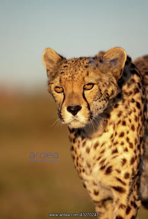 : Guepard (Acinonyx jubatus), present en Afrique : Guepard (Acinonyx jubatus), present en Afrique