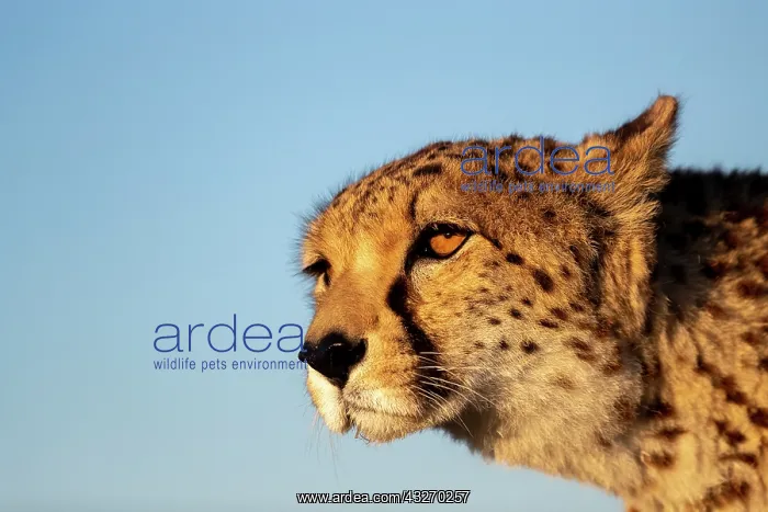 : Guepard (Acinonyx jubatus), present en Afrique : Guepard (Acinonyx jubatus), present en Afrique