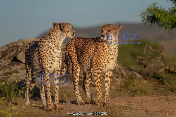 : Guepard (Acinonyx jubatus), present en Afrique : Guepard (Acinonyx jubatus), present en Afrique