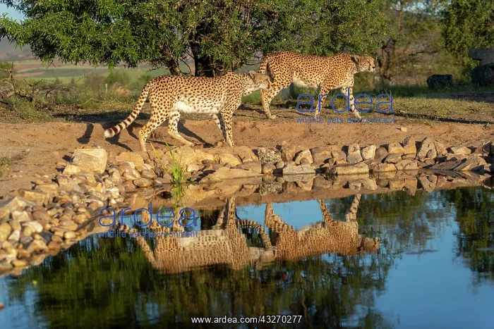 : Guepard (Acinonyx jubatus), present en Afrique : Guepard (Acinonyx jubatus), present en Afrique