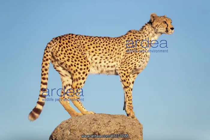: Guepard (Acinonyx jubatus), present en Afrique : Guepard (Acinonyx jubatus), present en Afrique