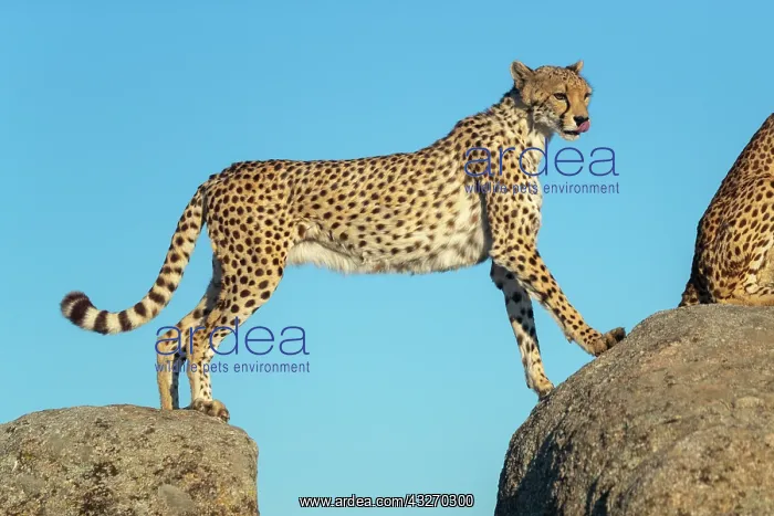 : Guepard (Acinonyx jubatus), present en Afrique : Guepard (Acinonyx jubatus), present en Afrique