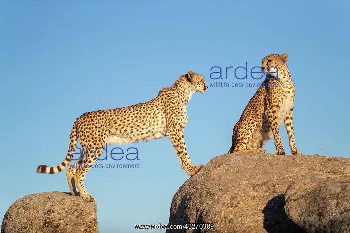 : Guepard (Acinonyx jubatus), present en Afrique : Guepard (Acinonyx jubatus), present en Afrique