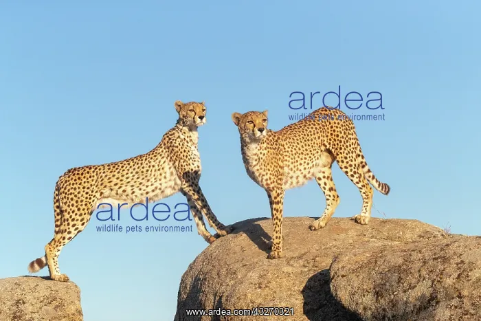 : Guepard (Acinonyx jubatus), present en Afrique : Guepard (Acinonyx jubatus), present en Afrique