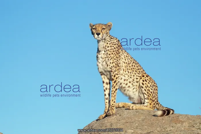 : Guepard (Acinonyx jubatus), present en Afrique : Guepard (Acinonyx jubatus), present en Afrique