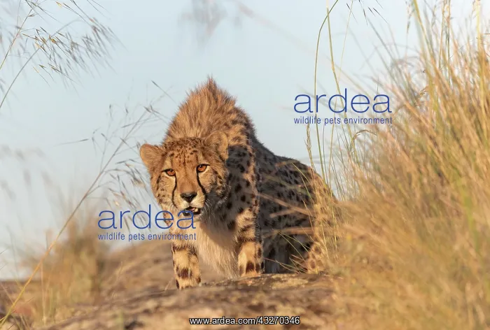 : Guepard (Acinonyx jubatus), present en Afrique : Guepard (Acinonyx jubatus), present en Afrique