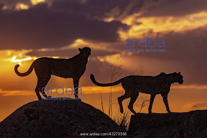 : Guepard (Acinonyx jubatus), present en Afrique : Guepard (Acinonyx jubatus), present en Afrique