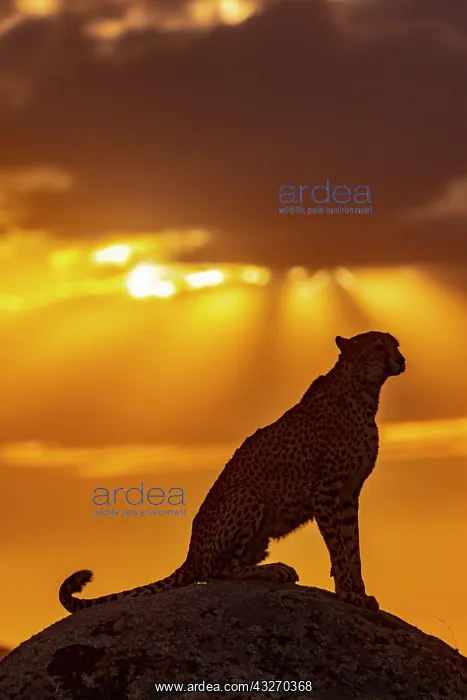 : Guepard (Acinonyx jubatus), present en Afrique : Guepard (Acinonyx jubatus), present en Afrique