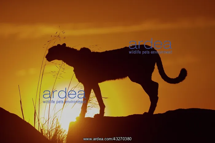 : Guepard (Acinonyx jubatus), present en Afrique : Guepard (Acinonyx jubatus), present en Afrique