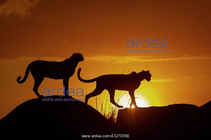: Guepard (Acinonyx jubatus), present en Afrique : Guepard (Acinonyx jubatus), present en Afrique