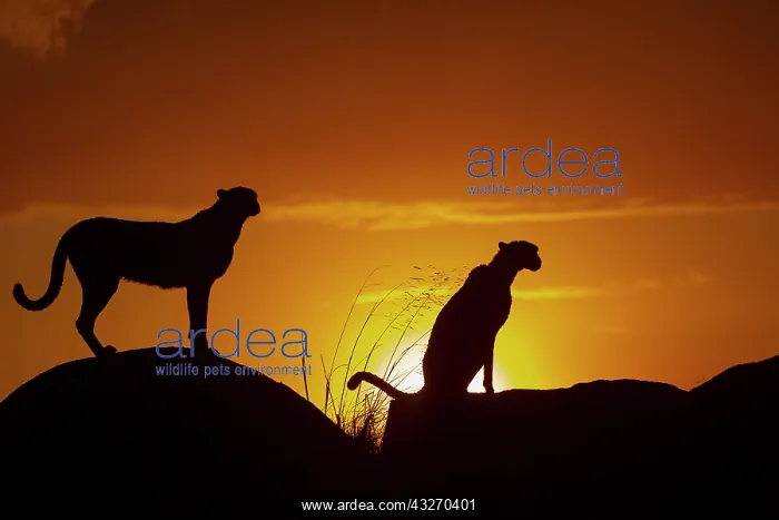 : Guepard (Acinonyx jubatus), present en Afrique : Guepard (Acinonyx jubatus), present en Afrique