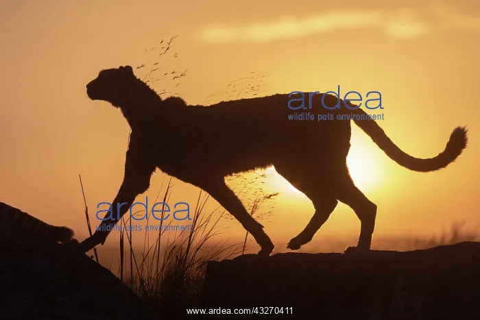 : Guepard (Acinonyx jubatus), present en Afrique : Guepard (Acinonyx jubatus), present en Afrique